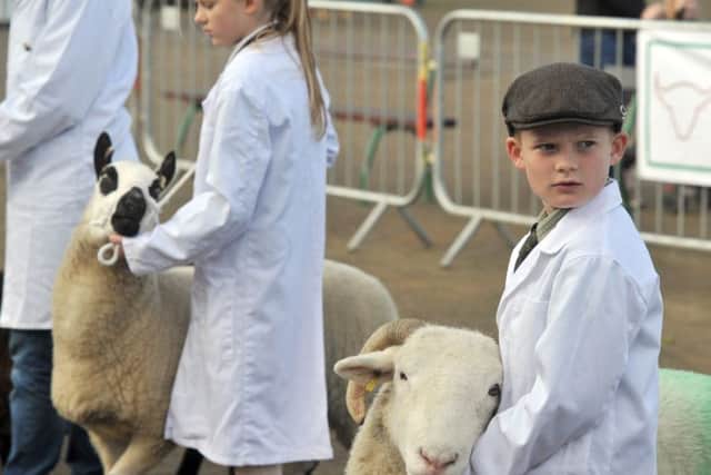 Competitive sheep classes will feature at this weekend's show which will involve more than 2,000 animals in total.