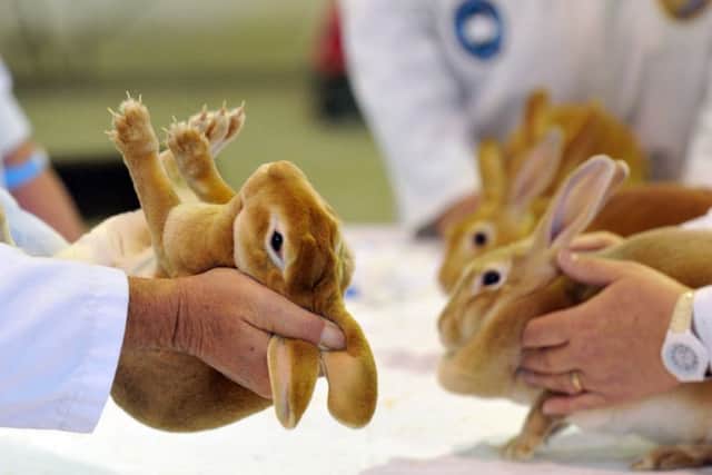 The judges will be casting their eyes over rabbits, cattle and poultry, among other exhibits.