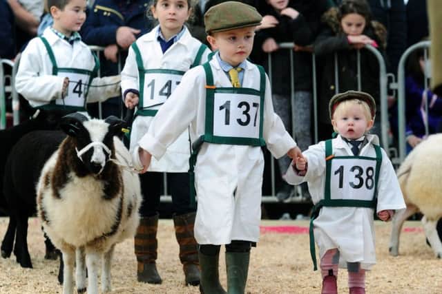 Young handlers 20-month-old Esmay Duddin of Chop Gate, helps brother Corey. Picture by Jonathan Gawthorpe.