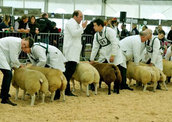 Judging underway in the pairs of lambs at Countryside Live in Harrogate.