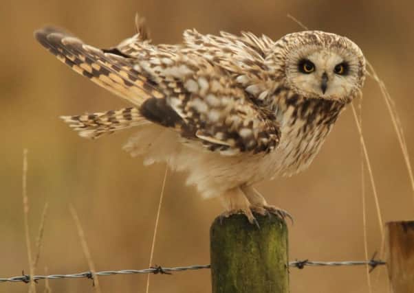 The short-eared owl appeared unfazed by a human presence. Pictures by Robert E Fuller.