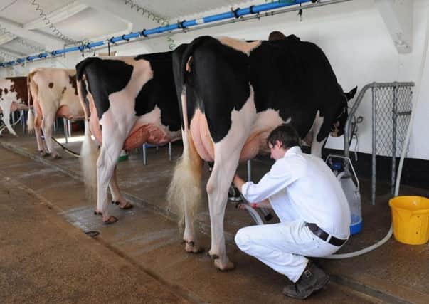 Dairy farming at the Great Yorkshire Show