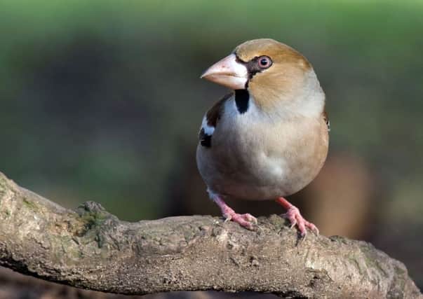 The Hawfinch. Picture by Marcus Conway.