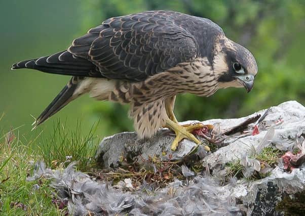 Pictured Peregrine falcon at Malham Cove, to go with story on the hive opening at Malham to view the nesting birds. MUST BYLINE Brian Needham