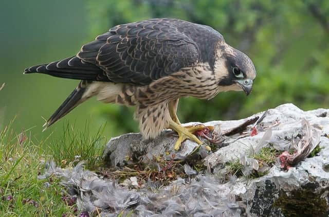A peregrine falcon at Malham Cove. Picture: Brian Needham