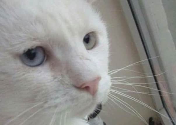 Percy the cat was left seriously injured after thugs tied a firework to his back legs.