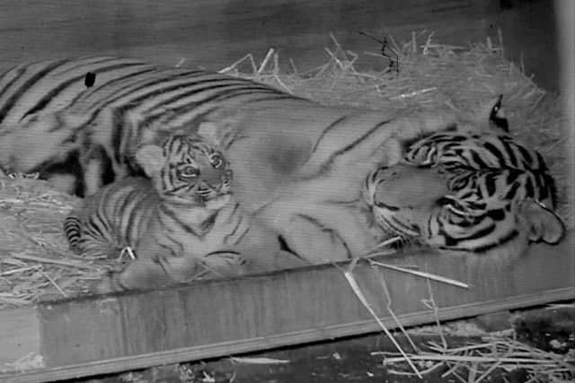 New born tiger cub and mum at Flamingo Land