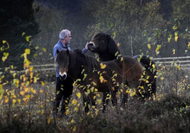 Ponies have moved on to the Foxglove Covert Nature Reserve inside Catterick Garrison. Picture by Simon Hulme