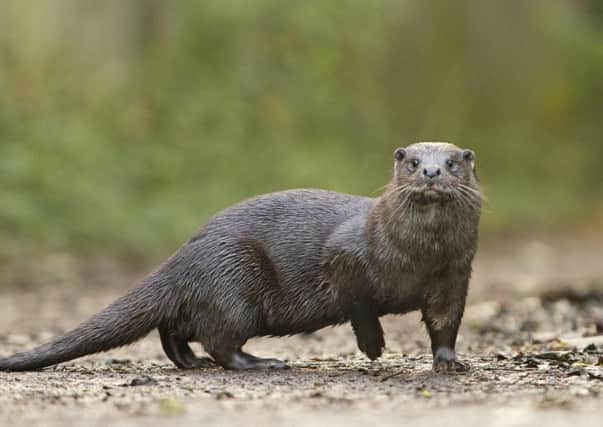Otters were on the brink of extinction, but have made a remarkable comeback. CREDIT Josh Jaggard.