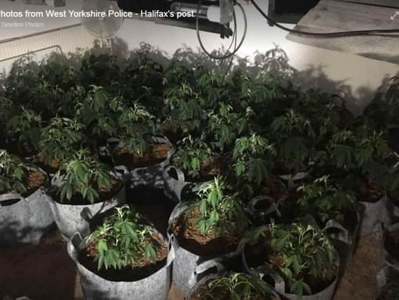 Cannabis plants were discovered at the property in Shelf