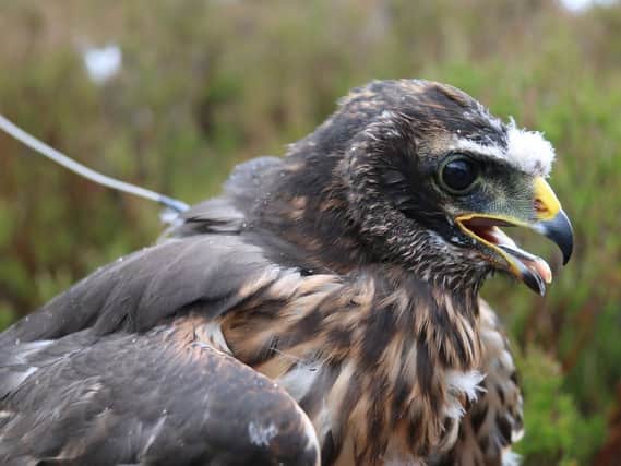 Calluna, a satellite tagged female hen harrier, was reported missing on a grouse moor in Scotland in August. Today North Yorkshire Police said John, a juvenile hen harrier, had been lost on Threshfield Moor