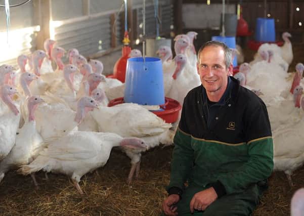 Dan Cartwright with some of the turkeys at Stanacre Poultry. Picture by Scott Merrylees