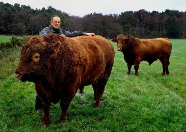 Guy Prudom at Davison Farm, Egton with his Stabiliser bulls.