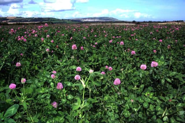 Red clover at Barkers End on one of Guy Prudom's farms near Egton.