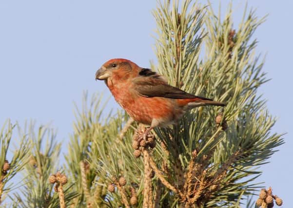 A parrot crossbill, pictured by Richard Stonier.