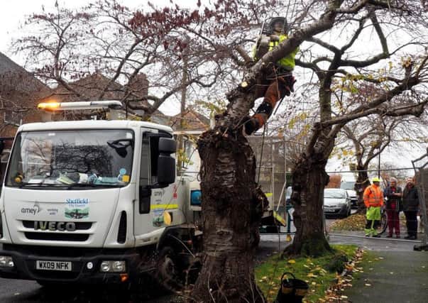 Sheffield's tree-felling policy continues to be opposed and criticised.