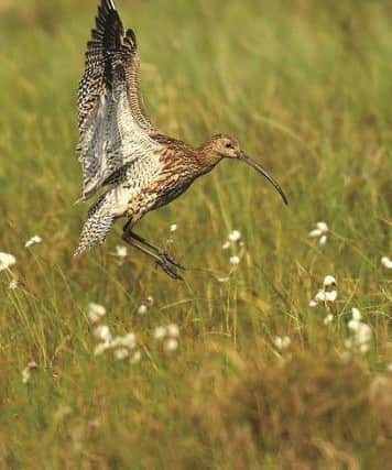 A curlew at Ashes Pasture.  Picture by Jon Hawkins