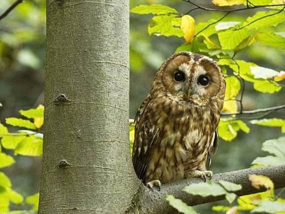 Police are investigating reports of owls being shot in woodland in Leeds. Picture: Sheffield Photographic Society