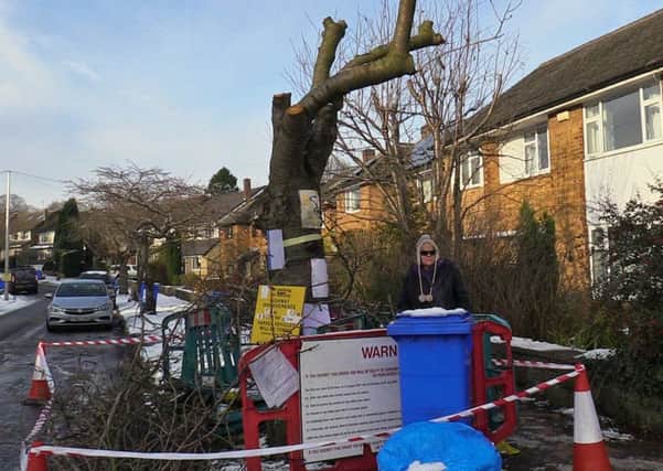 Sheffield's tree-felling programme continues to cause controversy.