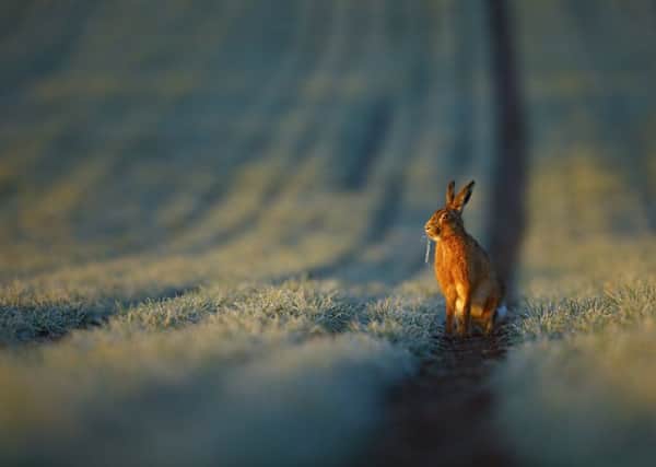 OUT IN THE COLD: Brown Hare (Lepus capensis), highlighted by the rising sun on a frosty March morning.