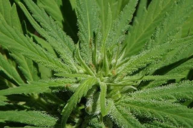 Cannabis plants were found inside a house in Harrogate.