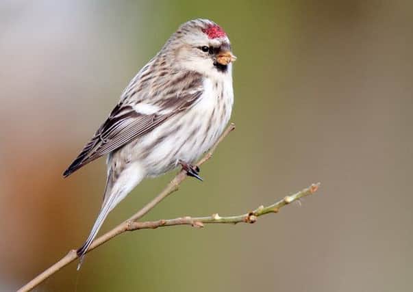 A Coue's Arctic Redpoll.