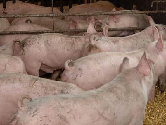 Pigs were stolen from a Holderness farm