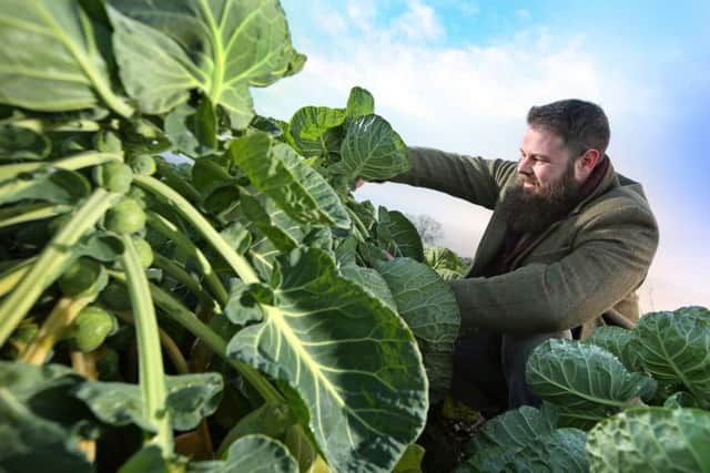 Riverford's Greg Penn inspects the sprouts which are ready to be harvested by hand this week
