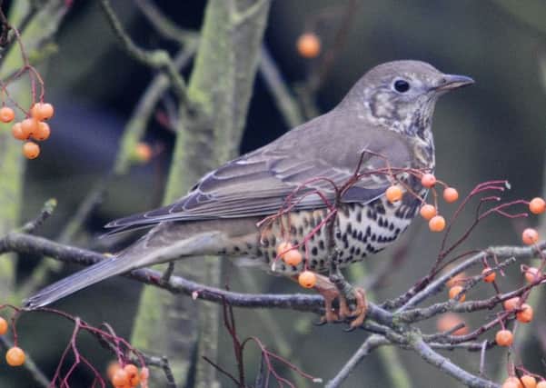 A mistle thrush, photographed by Amy Lewis.