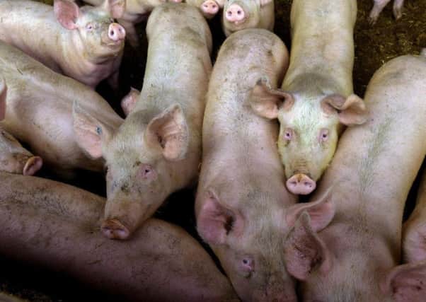 African swine fever can be fatal to pigs but no case has ever been detected in the UK.