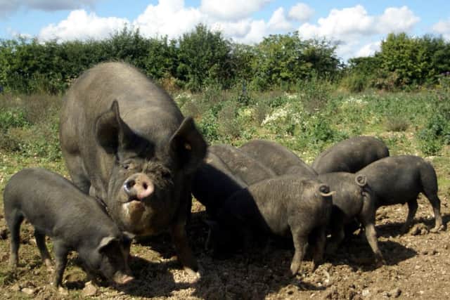 Some of the Berkshire pigs at Jon and Charlotte's farm.