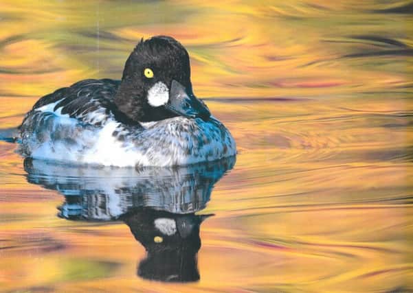 A goldeneye, pictured by Bruce Falcon.