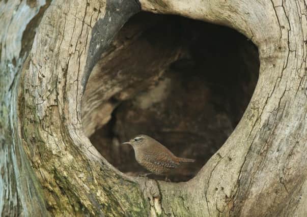 A wren takes refuge in one of the last remaining elms in the country. Pictures by Robert E Fuller.