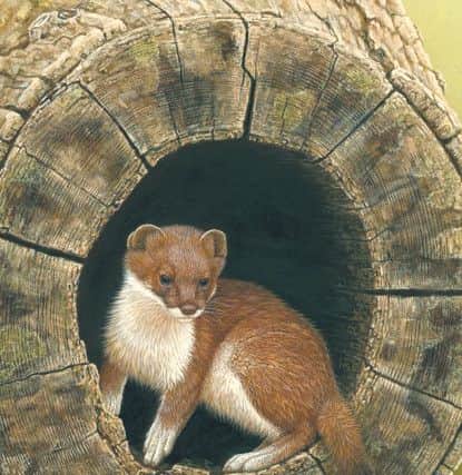 Robert's painting of a stoat in the elm tree.