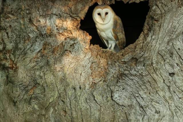 A barn owl was also observed visiting the elm in Thixendale.