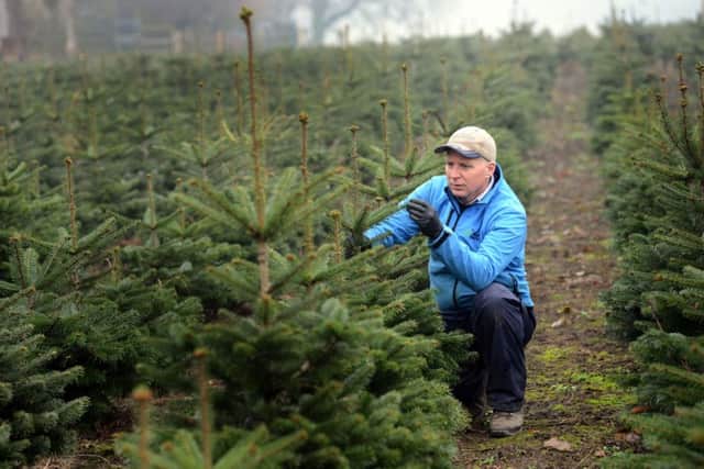 Christmas tree farmer Andrew Stenton who set up Billingley Christmas tree farm after the Foot and Mouth outbreak in 2001. Picture Scott Merrylees