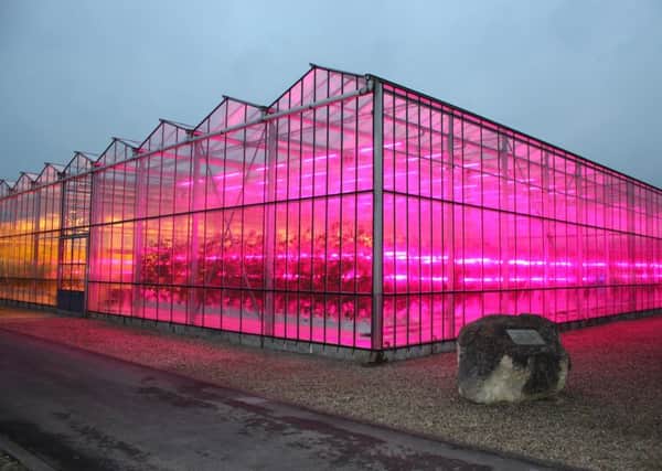 Tomatoes are grown under LED lights at Stockbridge Technology Centre at Cawood.