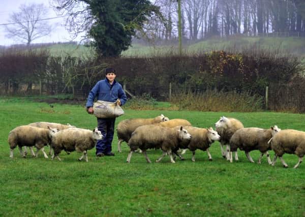 Tom Farrar, 17, with some of his Beltex tup lambs at Wighill Lane Farm, Healaugh near Tadcaster.