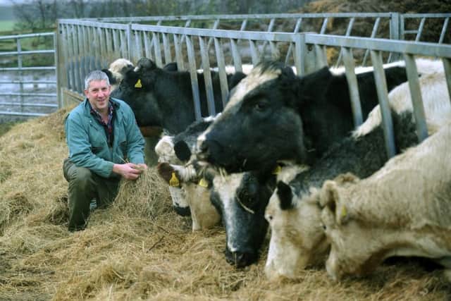 Mark Farrar with some of his Belgian Blue commercial cattle.