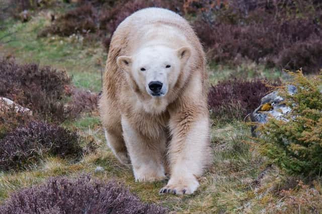 Polar bear Victoria at the Highland Wildlife Park, at Kincraig near Kinguissie before the birth.
