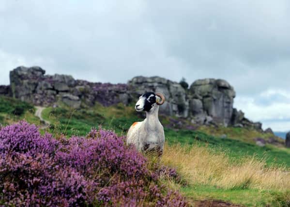 The plot is close to Ilkley Moor