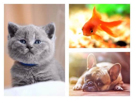 Is your pet's name among the most popular in the UK?