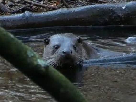 An otter spotted in Nidd Gorge on Boxing Day. Photo by Rachel Christy as posted on Keeping Nidd Gorge Georgeous's Facebook page.