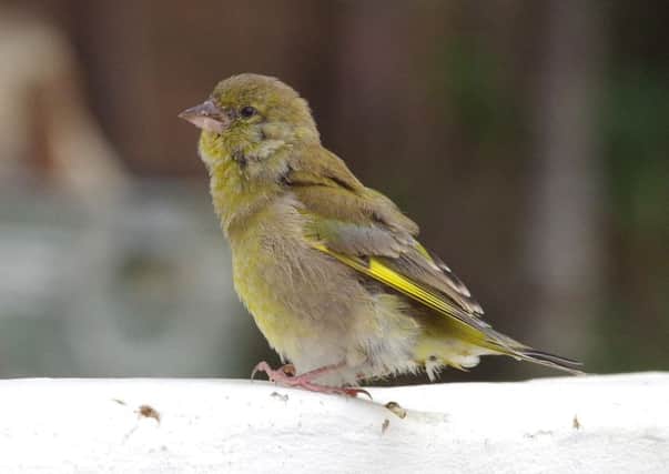 A greenfinch, photographed by Simon Dell.