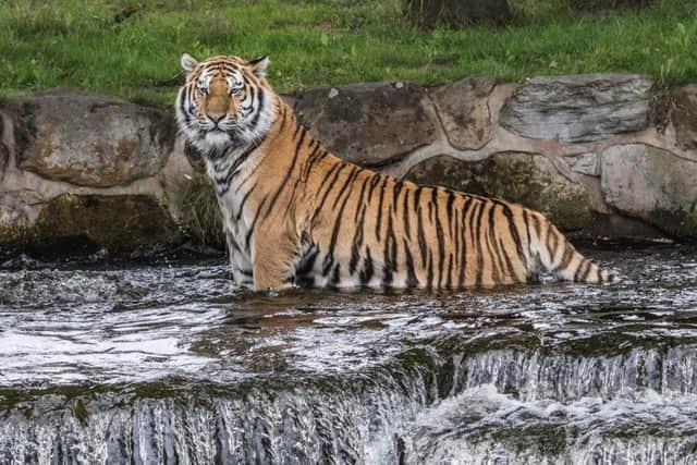 Amur Tigers at the Yorkshire Wildlife Park. Picture: David Roberts