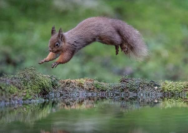 A red squirrel, pictured in action in Hawes by Charlotte Graham.