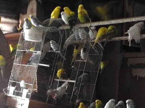 photo issued by the RSPCA who have been inundated with budgies after rescuing nearly 400 of the birds from just one home. PA