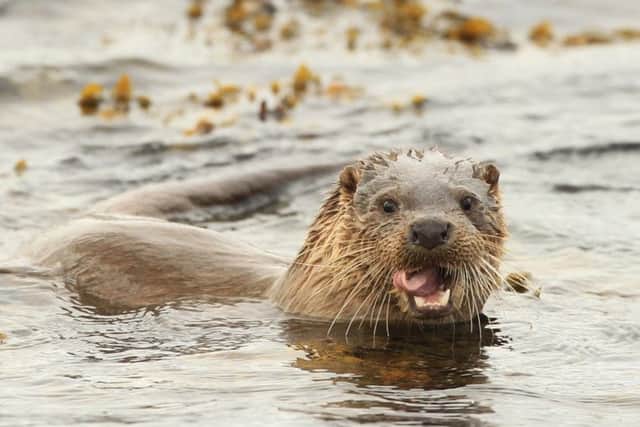 Otters in Scotland