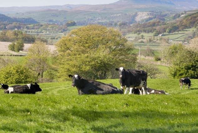 Dairy farming has declined in the Dales but the herds that remain tend to be larger these days.