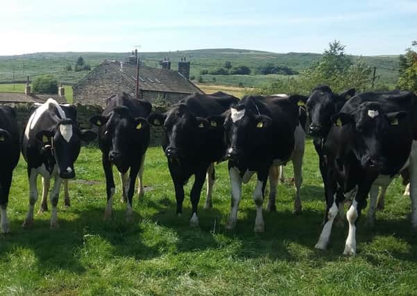 Cows producing milk as part of the Free Range Dairy Network spend at least 180 days a year grazing in fields.